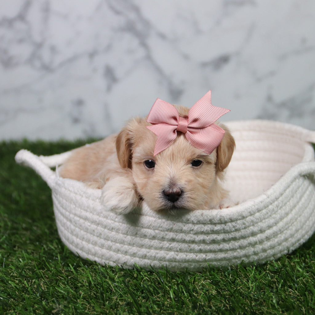 Elva - Available 6/11
