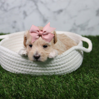 Elva - Available 6/11