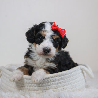 Hadley - Available 6/11