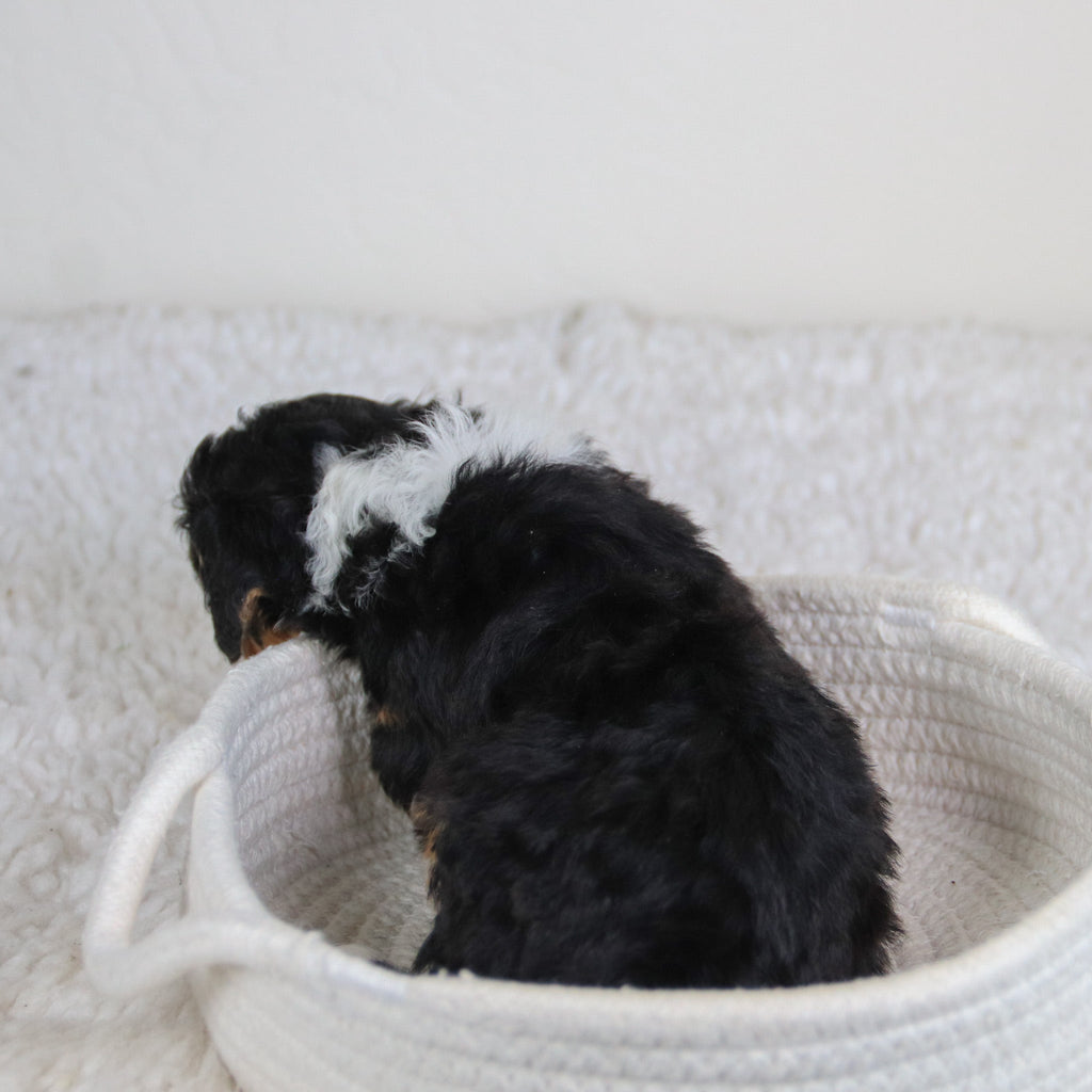 Hadley - Available 6/11