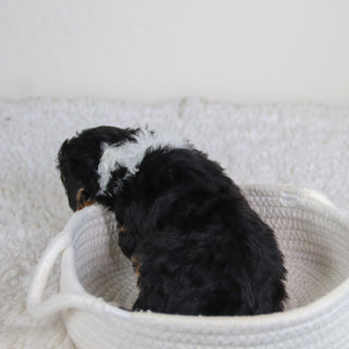 Hadley - Available 6/11