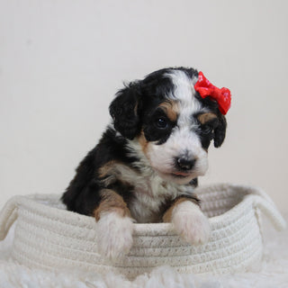 Hadley - Available 6/11