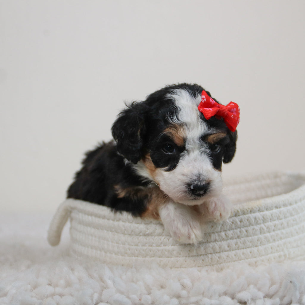 Hadley - Available 6/11