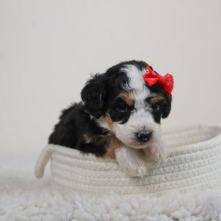 Hadley - Available 6/11
