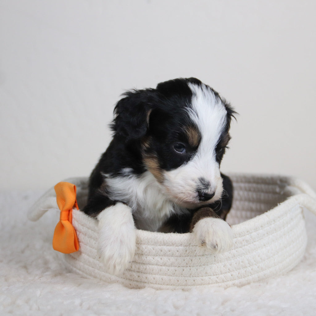 Remi - Available 6/11