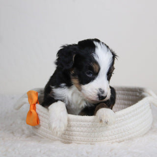 Remi - Available 6/11