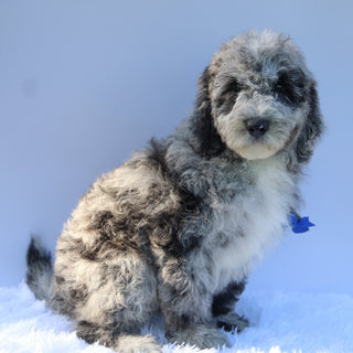 Oscar - Available Now