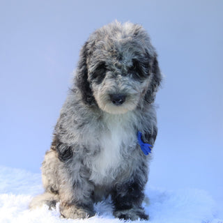 Oscar - Available Now