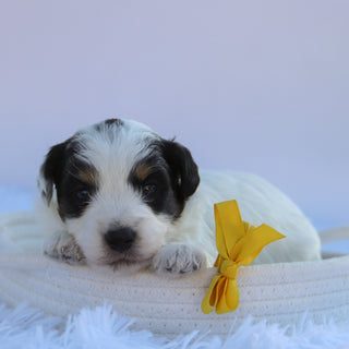 Chex - Available 10/15