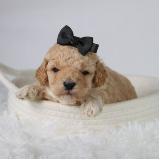 Anastasia - Available Now