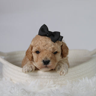 Anastasia - Available 10/29