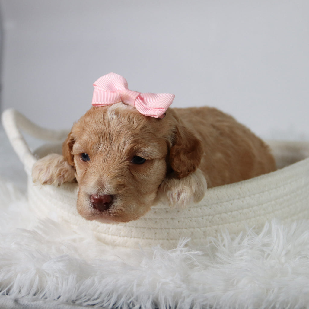 Aurora - Available 10/29