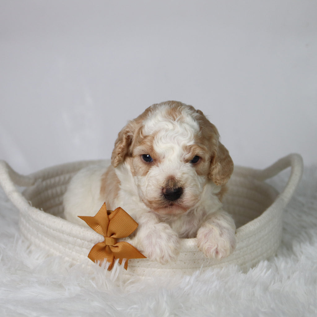 Sebastians - Available Now