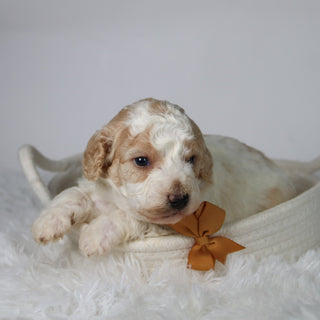 Sebastians - Available Now