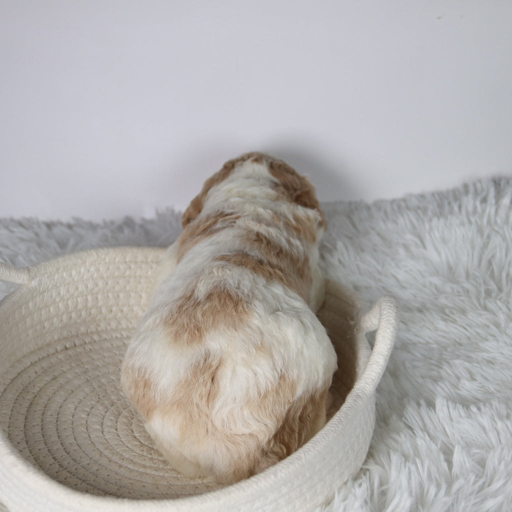 Sebastians - Available Now