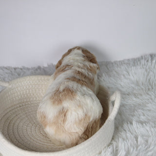 Sebastians - Available Now