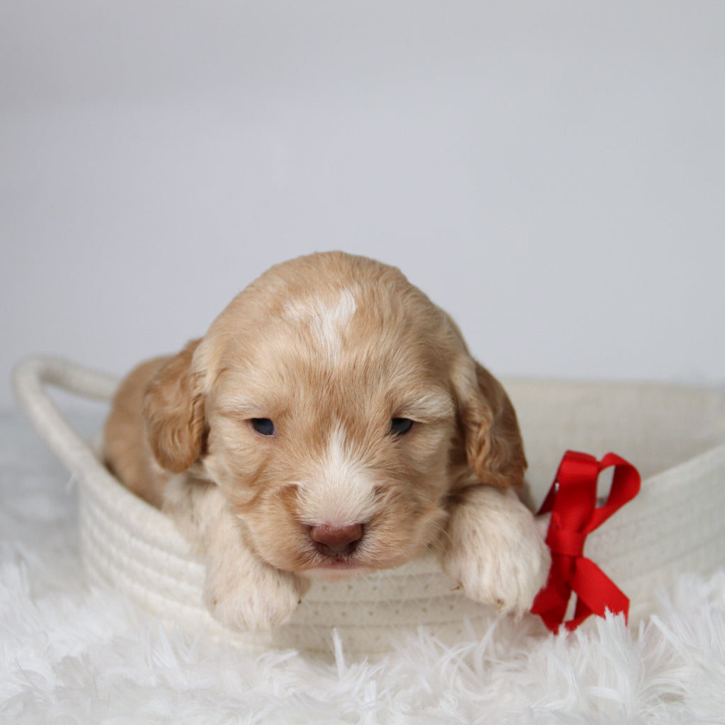 Theodor - Available 10/29