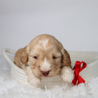 Theodor - Available Now