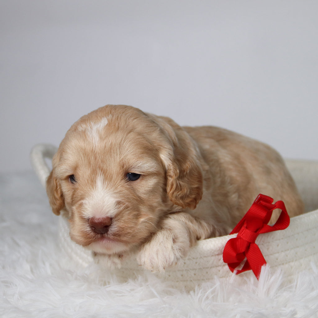 Theodor - Available Now