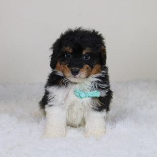 Elliot - Available 11/12