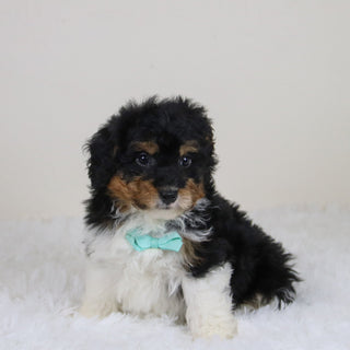 Elliot - Available 11/12