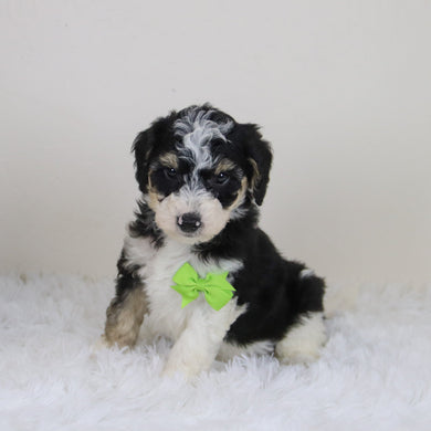 Emerson - Available 11/12