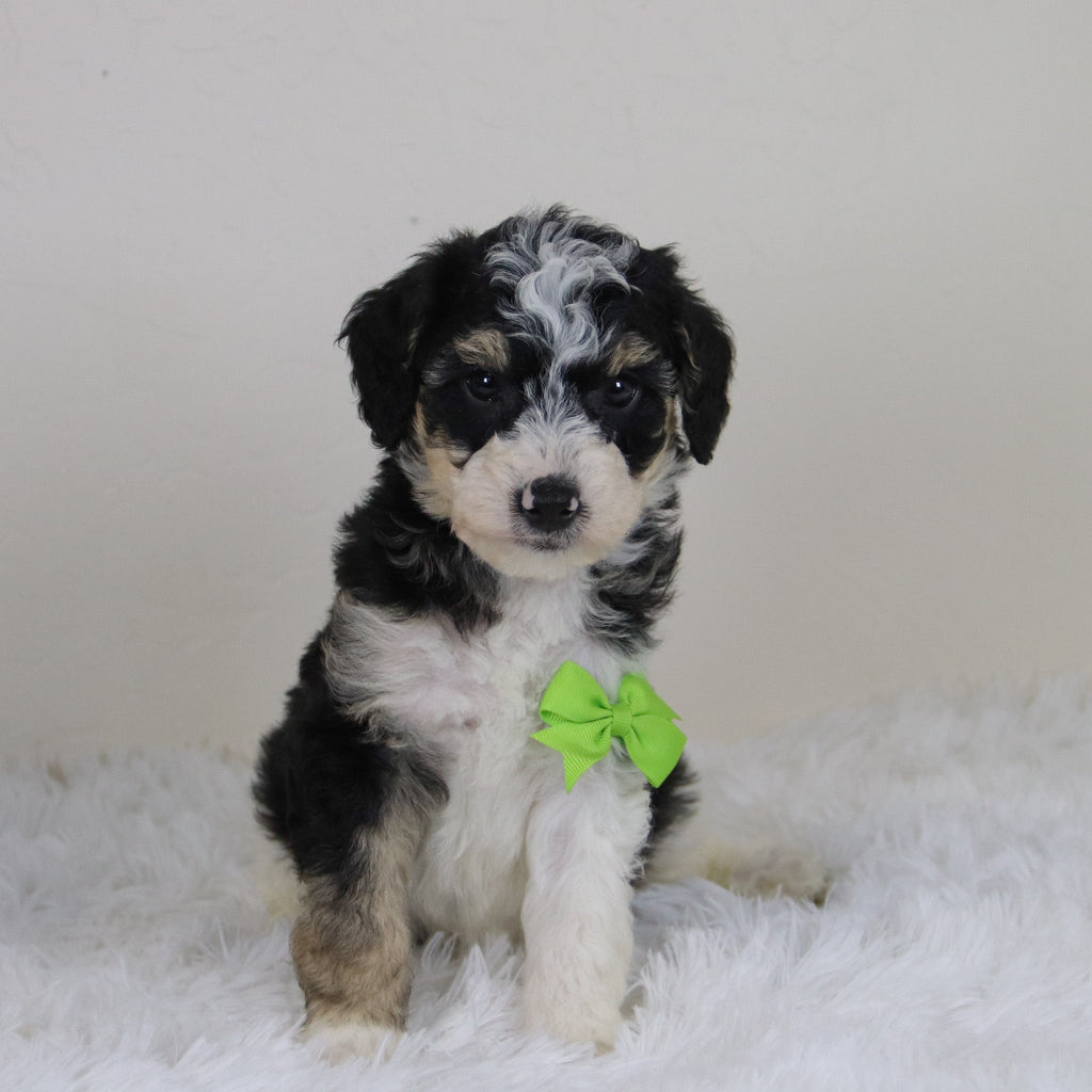 Emerson - Available Now