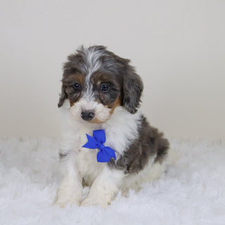 Rhett - Available 11/12