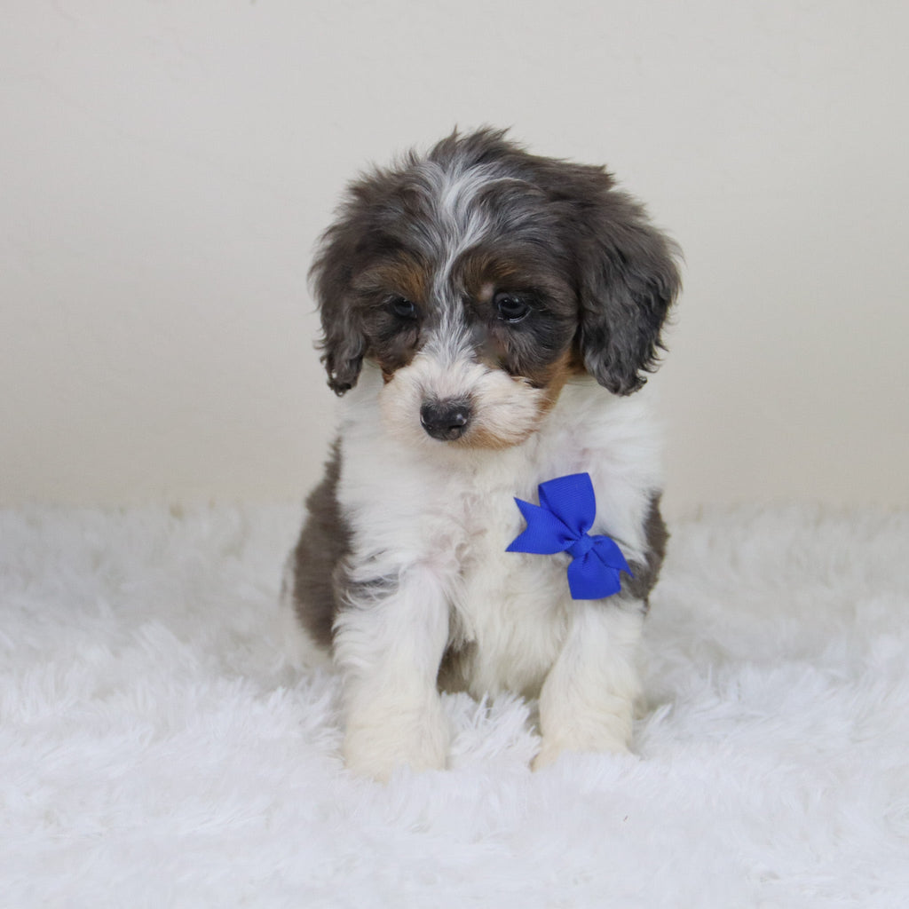 Rhett - Available Now