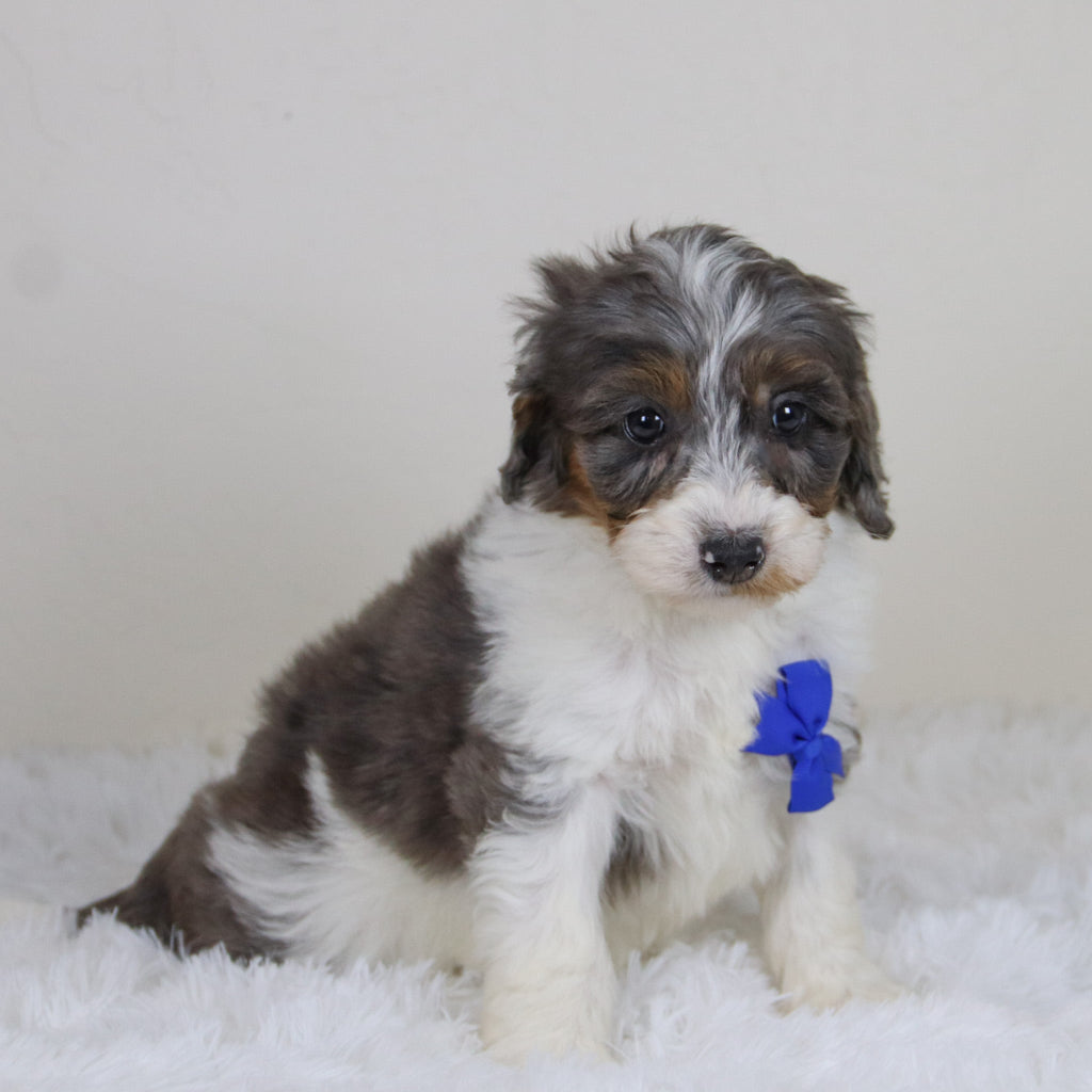 Rhett - Available Now