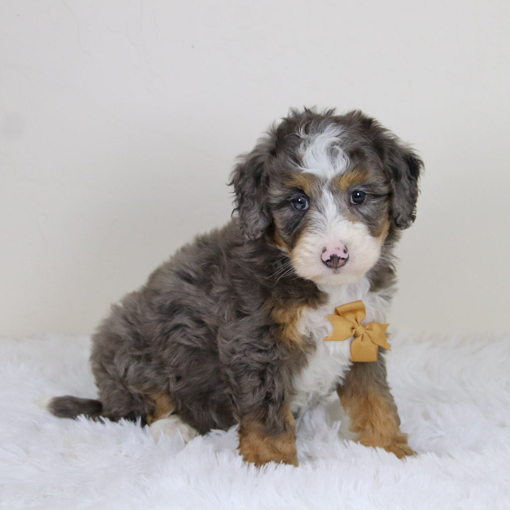 Pedro - Available 11/12