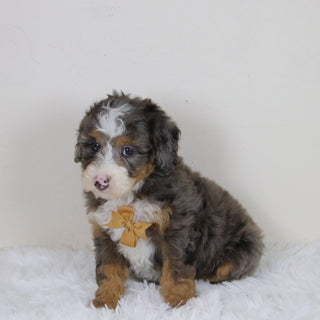 Pedro - Available 11/12