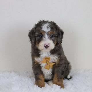 Pedro - Available 11/12