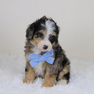 Blake - Available 11/12