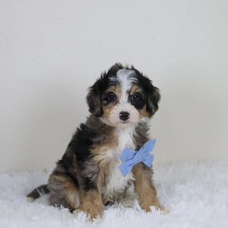 Blake - Available Now