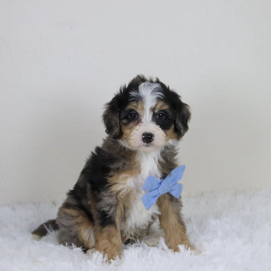 Blake - Available 11/12