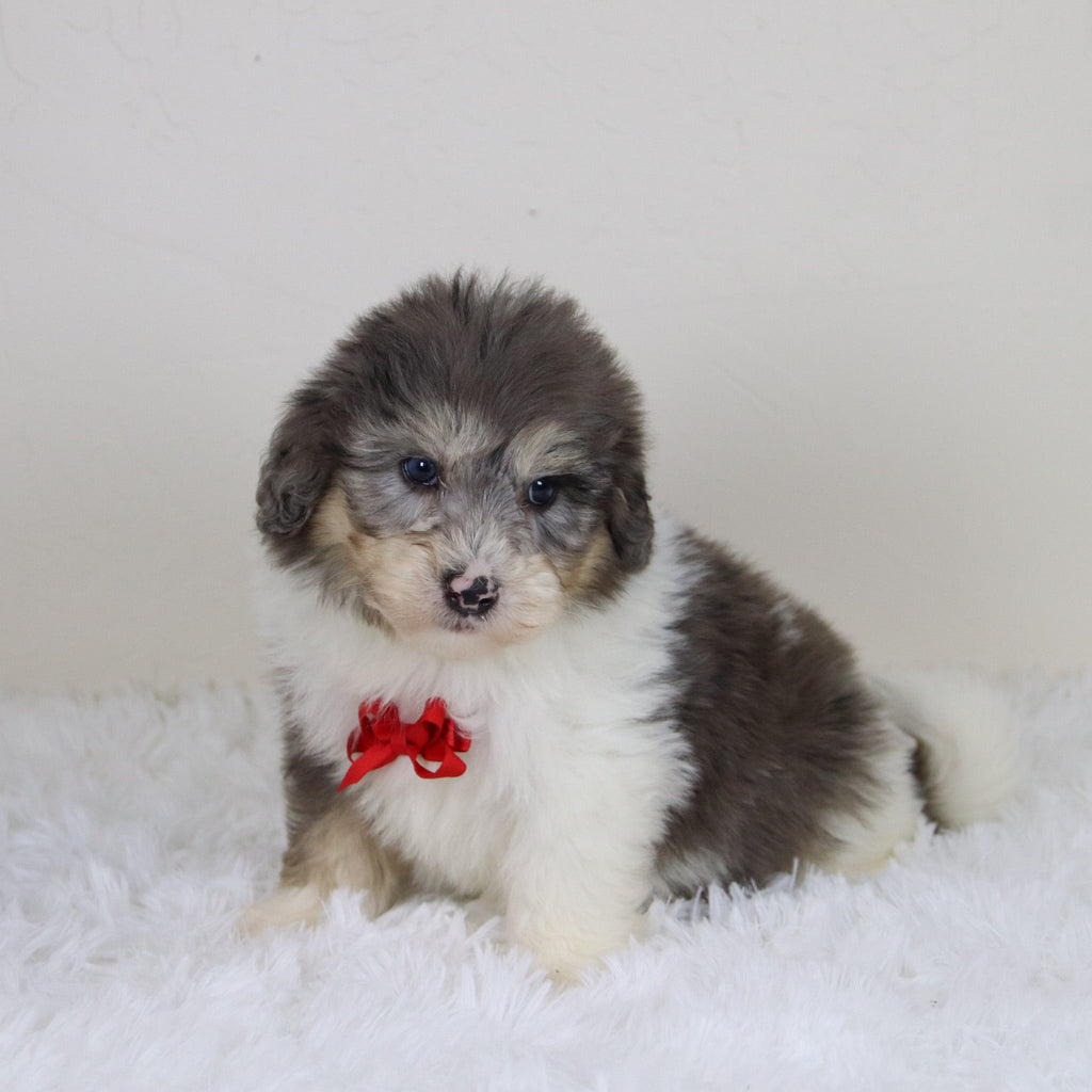 Oswald *PRE-TRAINED* - Available Now