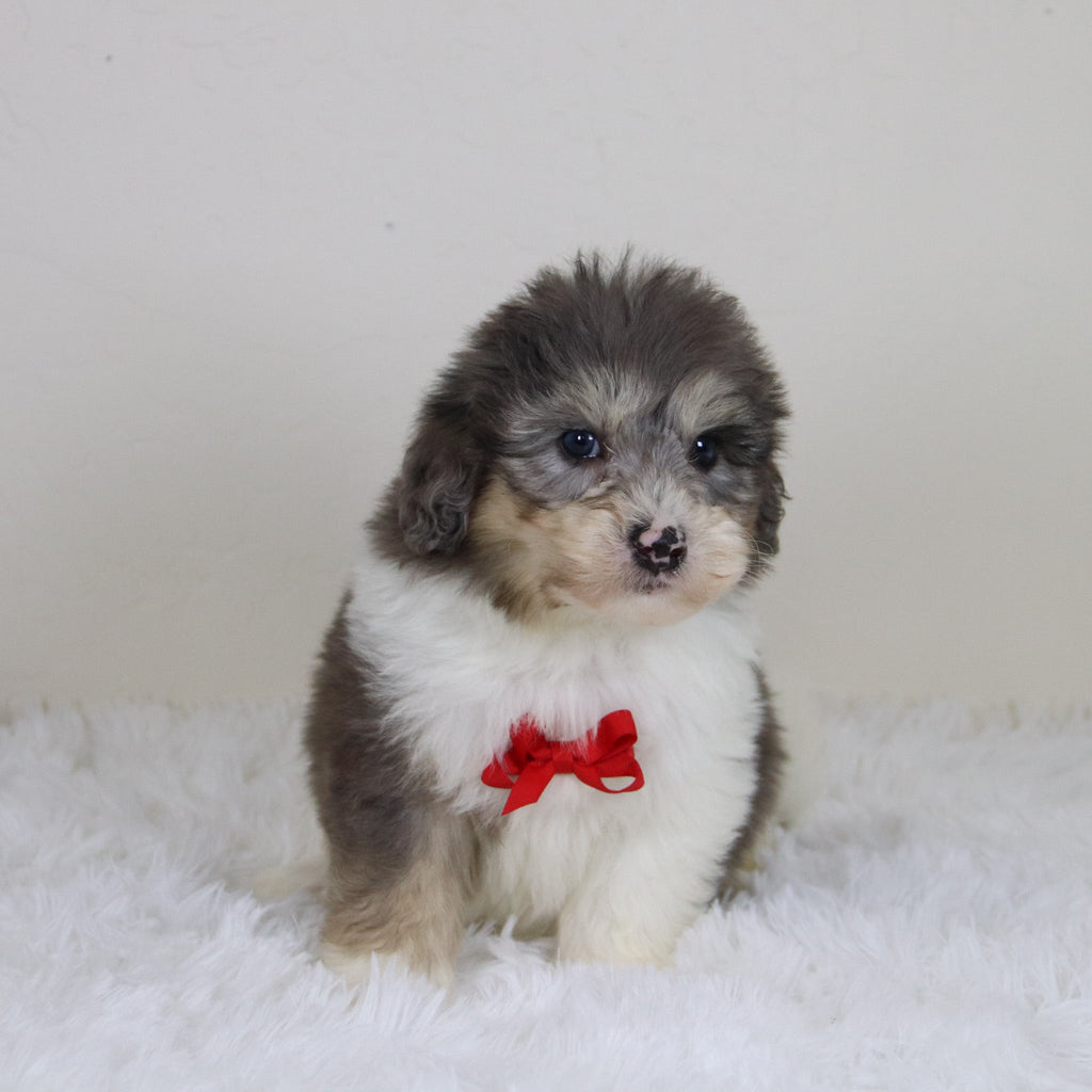 Oswald *PRE-TRAINED* - Available Now