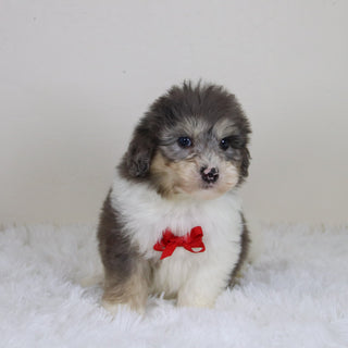 Oswald - Available 11/12