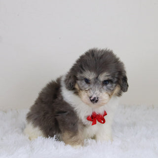 Oswald - Available 11/12