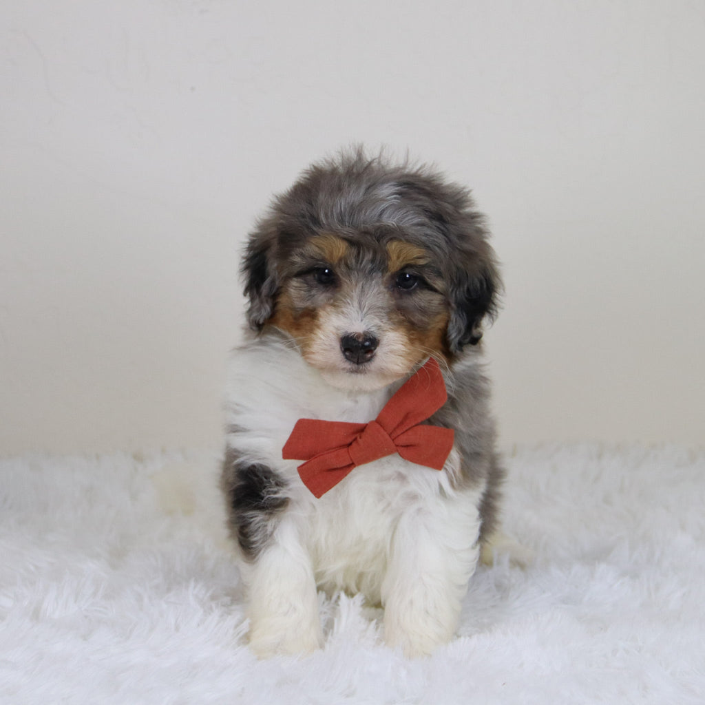 Thomas - Available 11/12