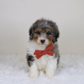 Thomas - Available 11/12