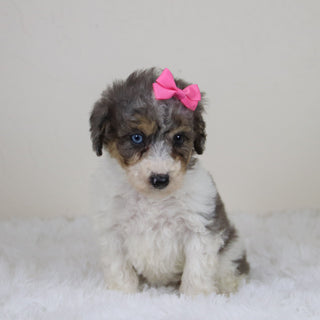 Georgia - Available 11/12