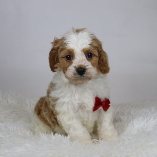 Rocco - Available 12/3