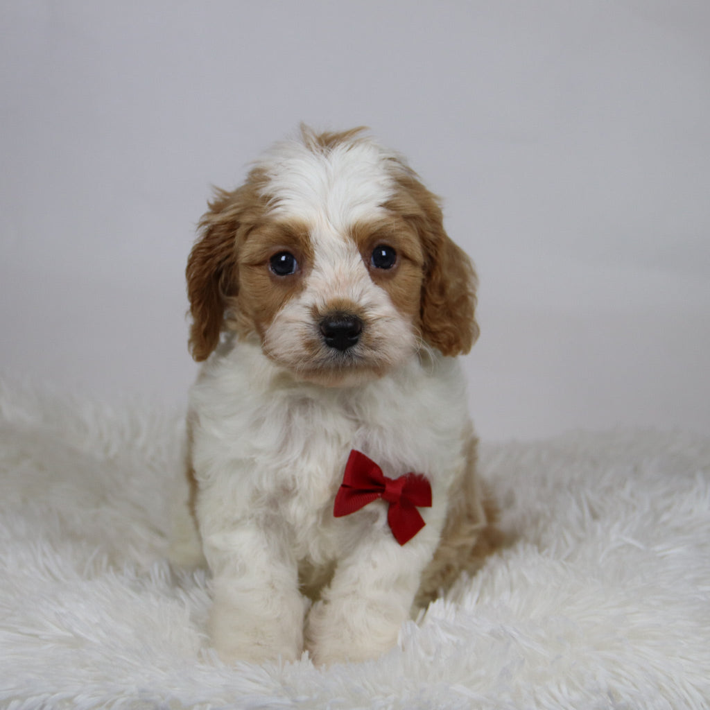 Rocco - Available 12/3