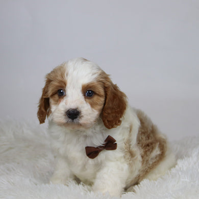 Mario - Available 12/3