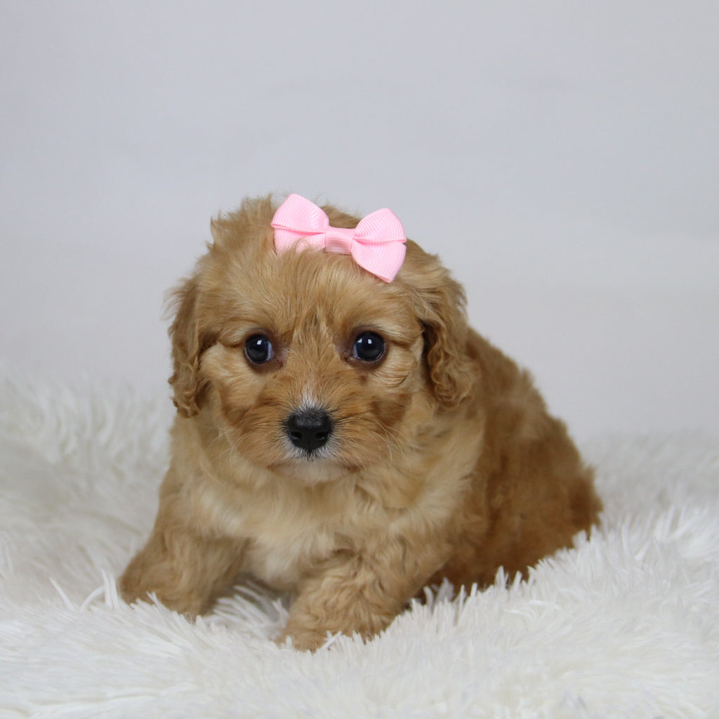 Pine - Available Now