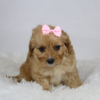 Pine - Available 12/3