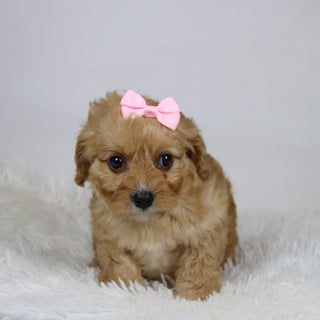 Pine - Available Now