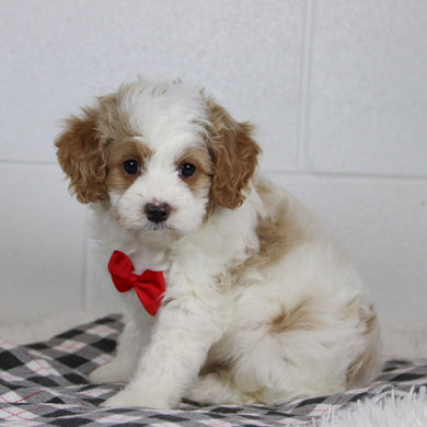 Bray - Available 1/14